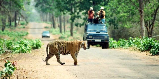 Tadoba National Park - The Land of Tigers