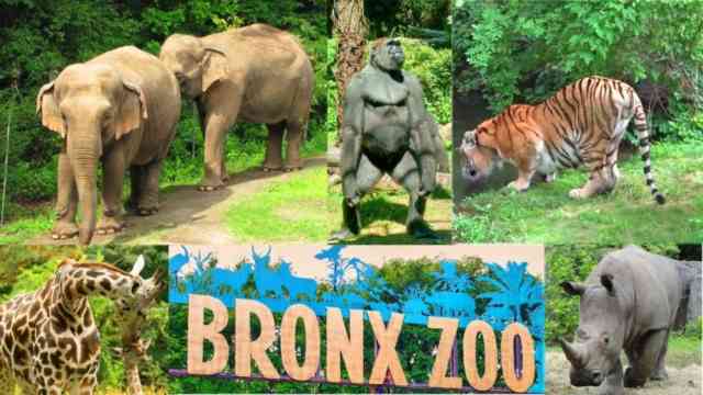 The Bronx Zoo