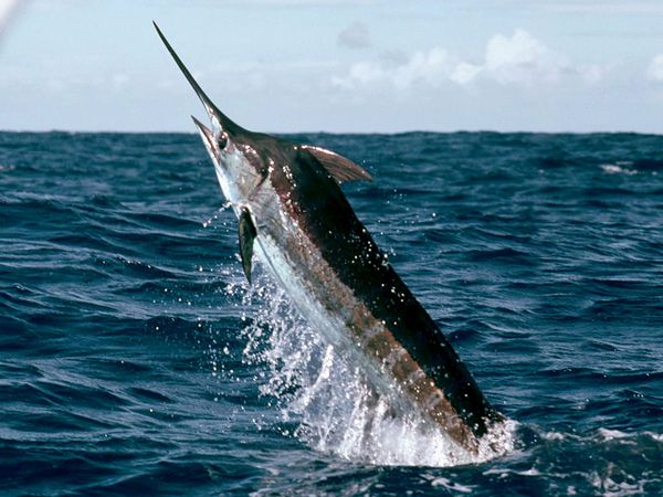 Fishing Blue Marlin in Cabo San Lucas