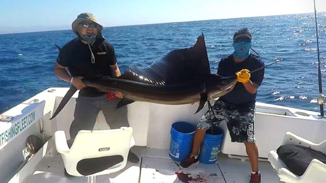 Fishing Sailfish Marlin in Cabo San Lucas