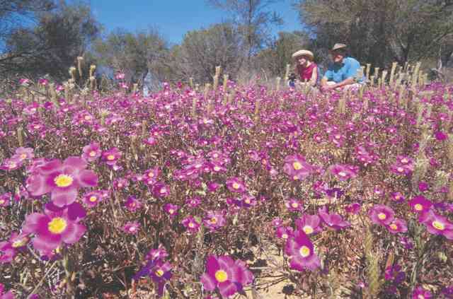 Perth Wildflowers 4