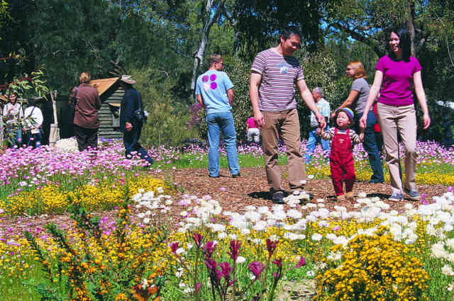 Perth Wildflowers