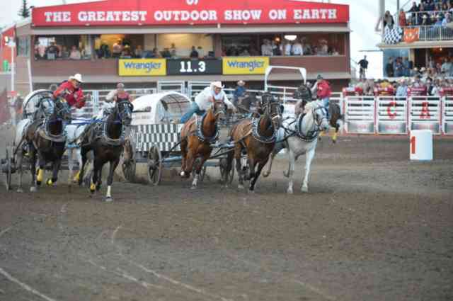 calgary stampede Chuckwagon Derby