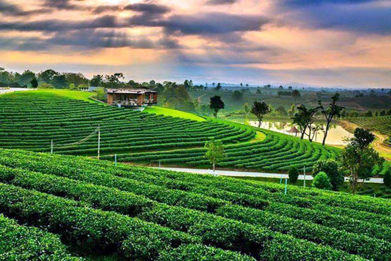 Choui Fong Tea Plantation