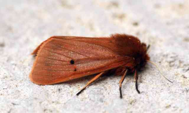 Maltese Ruby Tiger Moth