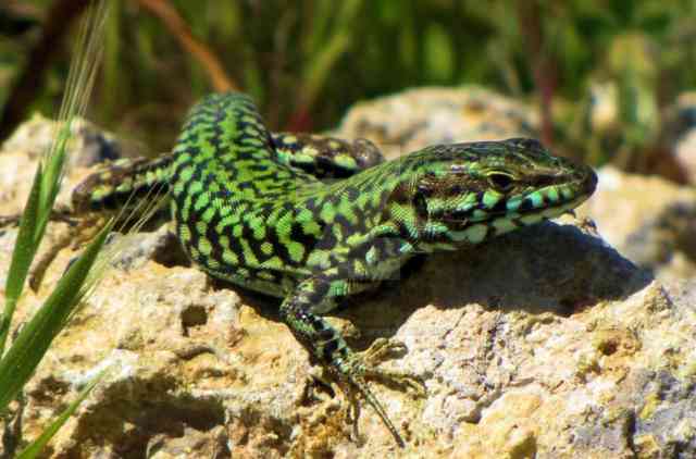 Maltese Wall Lizard