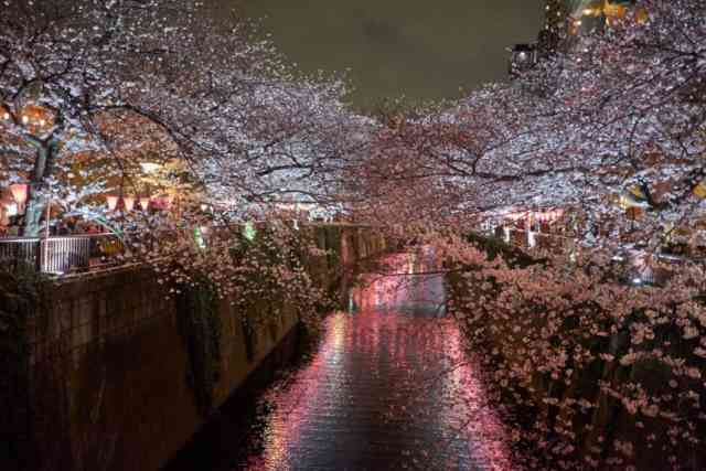 Nakameguro Festival