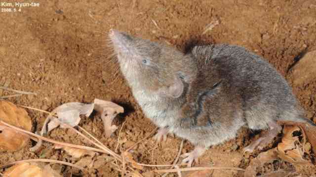 Sicilian Shrew