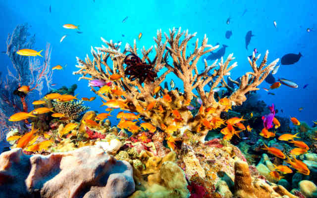 The Great Barrier Reef Australia 2