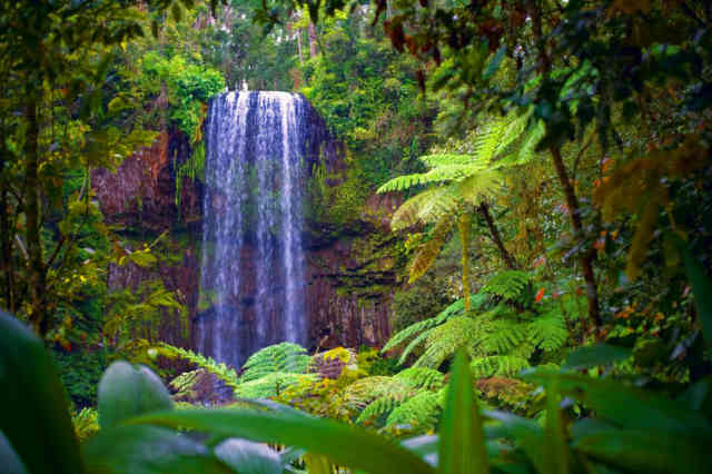 queensland tropical rainforests