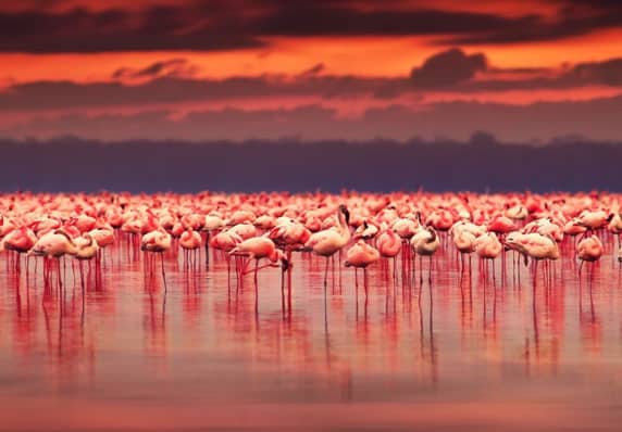 Lake Nakuru