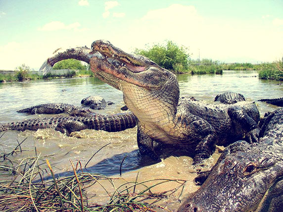 Monte Vista Gators Reptile Park