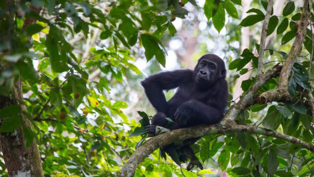 Kahuzi-Biega National Park Gorillas