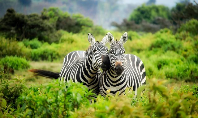 Kenya wildlife