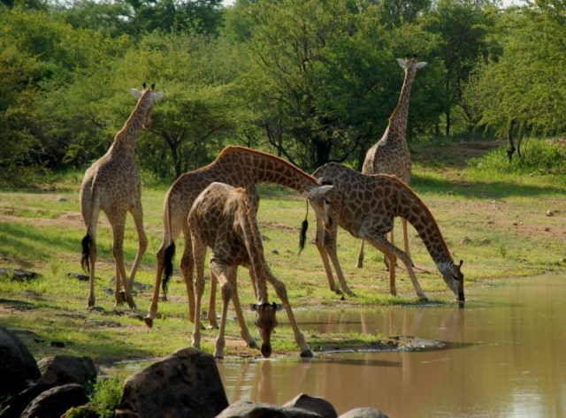 Saadani National Park