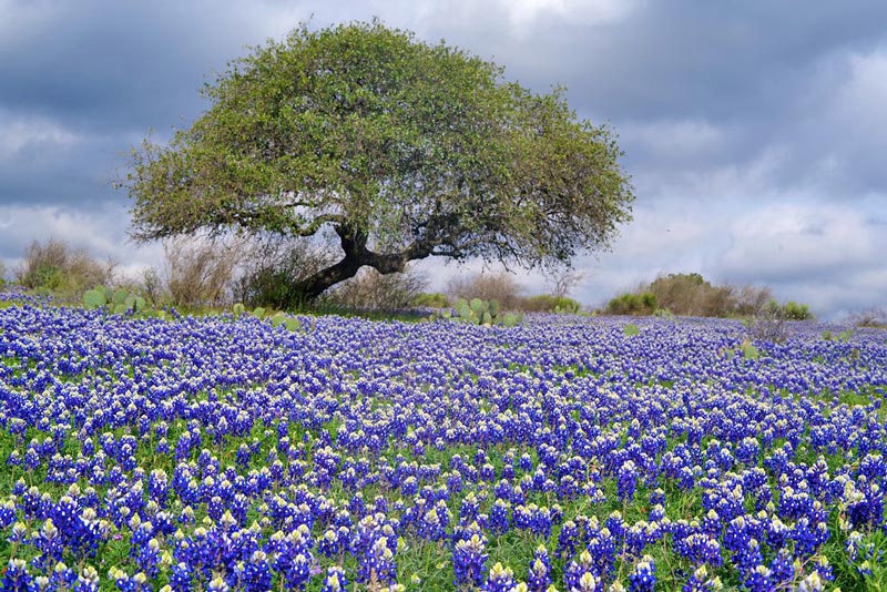 Bluebonnets at Oxford Ranch