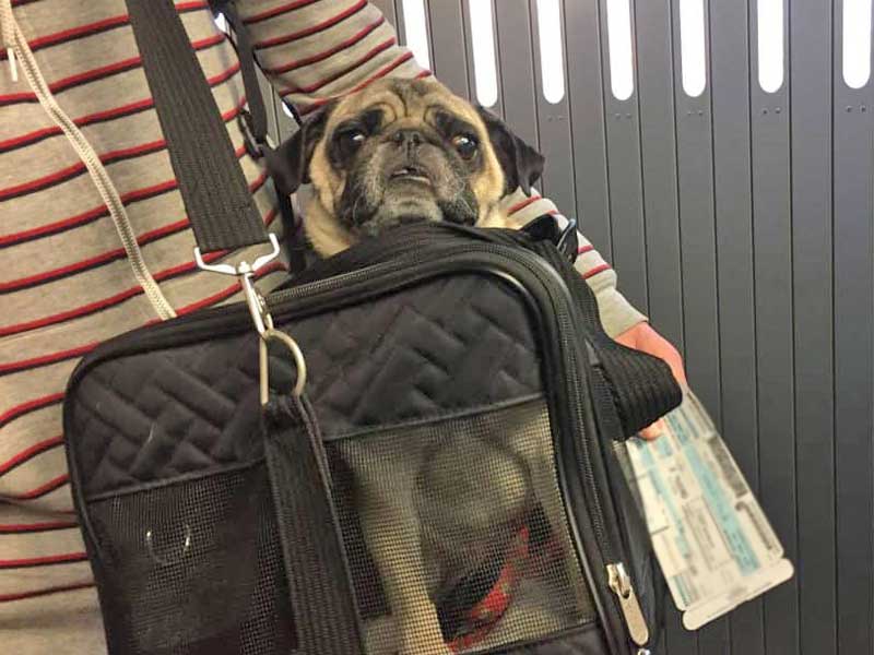 dog in cabin