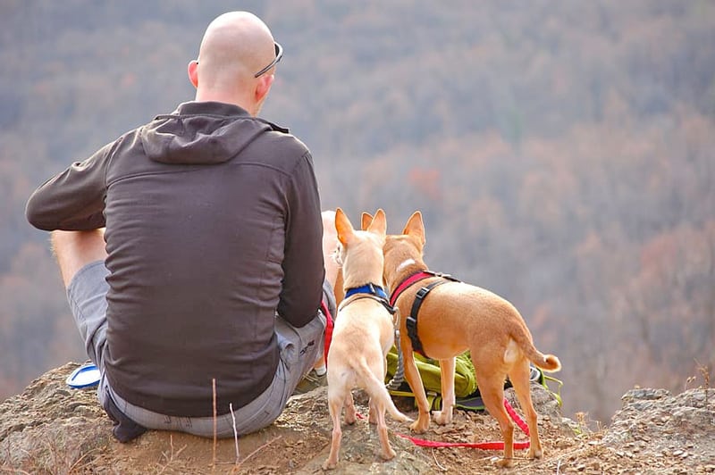 hiking with dogs